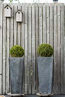 Tall containers planted with box topiary.