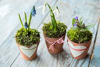 Flower display in terracotta pots with moss. Galanthus nivalis, Muscari and Pulmonaria officinalis