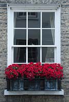 Red begonias in faux lead planters on window sill of Victorian town house