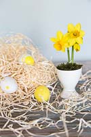 Easter eggs in bed of straw and Narcissus 'Tete a tete' planted in egg cup