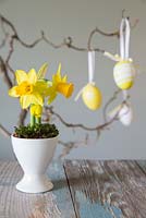 Narcissus 'Tete a tete' planted in egg cup, with Easter eggs hanging from twisted willow