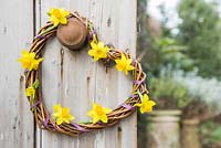 Woven daffodil wreath hanging on door. Narcissus 'Tete a tete'