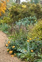 Border in walled garden in late summer with dahlias, acanthus, euphorbia, Ribes sanguineum 'Brocklebankii' and Olearia solandri.