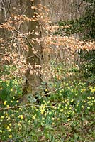 Wild daffodils growing in a woodland. Betty Daws Wood, Herefordshire. Narcissus pseudonarcissus