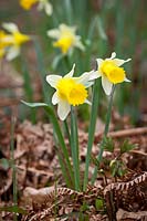 Wild daffodils growing in a woodland.  Narcissus pseudonarcissus
