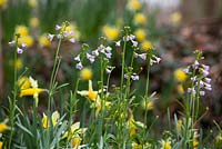 Wild daffodil with Lady's Smock or Cuckooflower. Narcissus pseudonarcissus with Cardamine pratensis