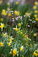 Wild daffodil with Lady's Smock (Cuckooflower). Narcissus pseudonarcissus with Cardamine pratensis