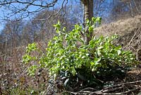 Helleborus foetidus - Stinking hellebore growing wild on a chalky bank in Gloucestershire. 