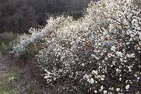 Prunus spinosa - Blackthorn, Sloe. 
