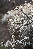 Prunus spinosa - Blackthorn, Sloe. 