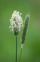 Alopecuris pratensis - Meadow Foxtail, Field Meadow Foxtail. 