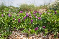 Lathyrus japonicus - Sea Pea on the beach at Dungeness. 
