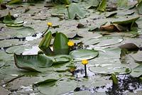 Nuphar lutea - Native Yellow Water-Lily. 