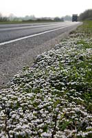 Cochlearia danica - Danish Scurvy-Grass growing along the edge of a road in Kent. 
