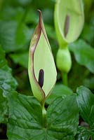  Arum maculatum - Lords and ladies growing wild at the edge of a woodland. Cuckoo Pint, Parson in the Pulpit. 
