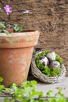 Birds nest planted with moss and Quail eggs, with Hepatica