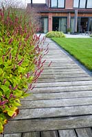 Boardwalk to the house. Panicum virgatum 'Shenandoah', Persicaria amplexicaulis 'Taurus'