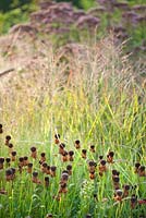 Prairie planting includes Panicum virgatum 'Shenandoah',  Helenium 'Rubinkuppel'