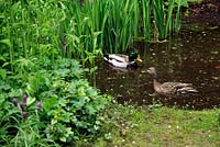 Ducks swimming in garden pond