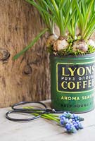 Display of Muscari planted in vintage coffee tin