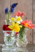 Floral display of Narcissus, Muscari, Tulipa and Ranunculus in glass vases. 