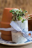 Floral display of Cress wrapped in pages from a book, bound with ribbon.