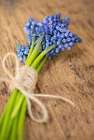 Muscari wrapped together by string