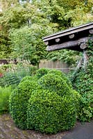 Box topiary in contemporary designed garden