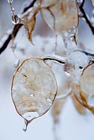 Lunaria annua - Honesty seed head with snow and ice