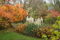 Garden in autumn with Cortaderia selloana 'Pumila' and Cotinus  'Flame'
