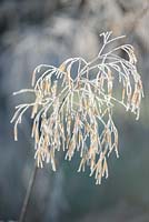 Seed head of Stipa gigantea with frost