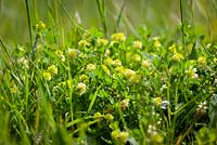 Lesser Trefoil. Trifolium dubium