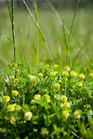 Trifolium dubium - Lesser Trefoil. 