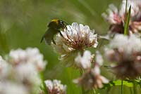 Trifolium repens - Bee on White Clover. 