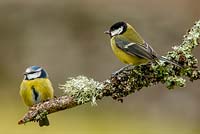 A blue tit, cyanistes caerulues and great tit, parus major on mossy branch