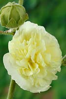 Alcea rosea - Chater's Double Group yellow-flowered, July