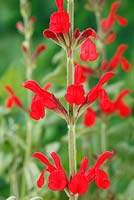 Salvia darcyi - Mexican sage, July