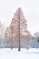 Metasequoia glyptostroboides. Mature tree in winter.