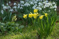 Narcissus 'Bowles early sulphur' with Galanthus nivalis and Primula elatior