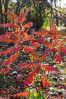 Rhus tree in autumn - young plant