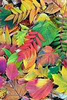 autumn leaves, Hamamelis x intermedia 'Diane', acer capillipes , Hamamelis x intermedia 'Jelena, Cladrastis kentukea, Sorbus japonica, tulip tree, rhus tree, oak