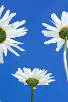 Chrysanthemum maximum - Shasta Daisies against blue sky