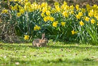 Wild rabbit in garden with daffodils