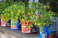 Row of tomatoes grown in recycled tomato tin containers on a window ledge at Holt Farm. Tomato 'Tumbling Tom'