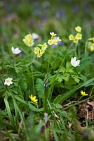 Oxlips, bluebells, celandines and wood anemones. Primula elatior, Anemone nemorosa, Hyacinthus non-scripta