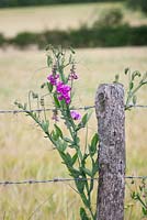 Lathyrus latifolius - Everlasting Pea growing wild by a barbed wire fence 