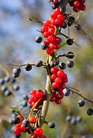  Tamus communis, Prunus spinosa - Black Bryony berries growing in an autumn hedgerow with sloes - Blackthorn.