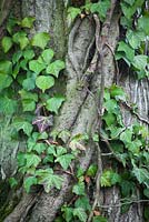Hedera helix - Common Ivy growing up a tree trunk. 