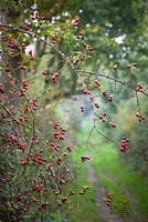 Rosehips growing in an autumn hedgerow by a lane. Rosa