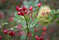 Diplolepis rosae - Rose bedeguar gall, Robin's pincushion gall, or moss gall growing amongst rose hips. 